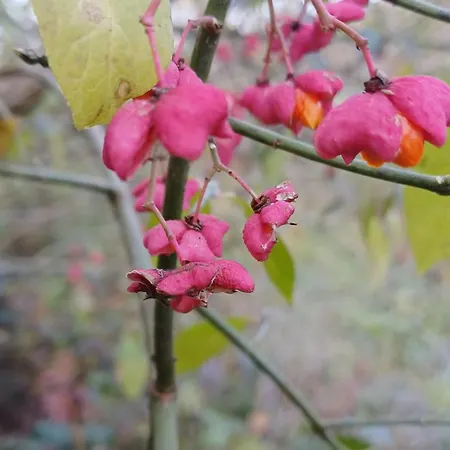 Apartment La Casa Di Nonna Angela